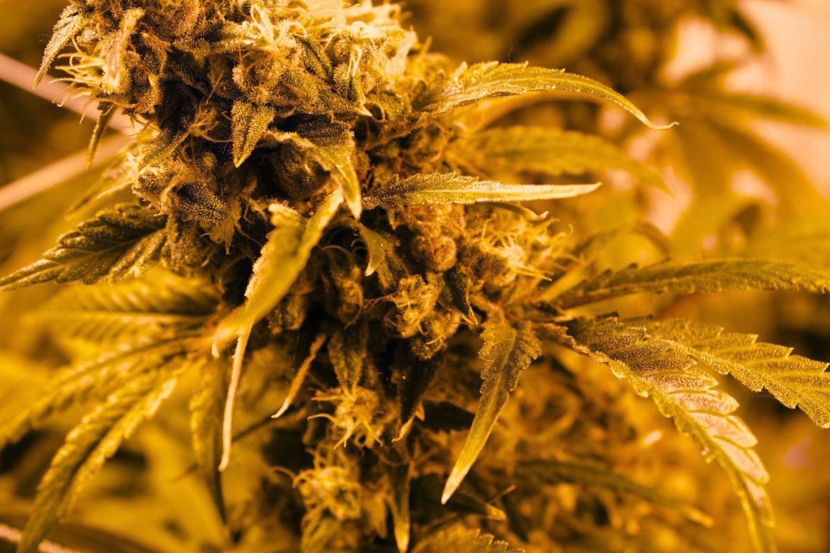 Recreational Cannabis Massachusetts Education Terpenes