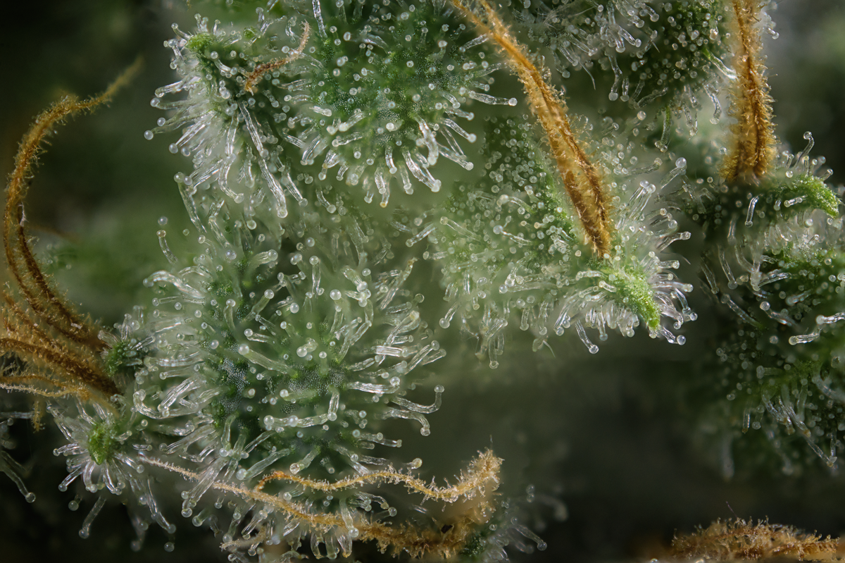 what are trichomes blog