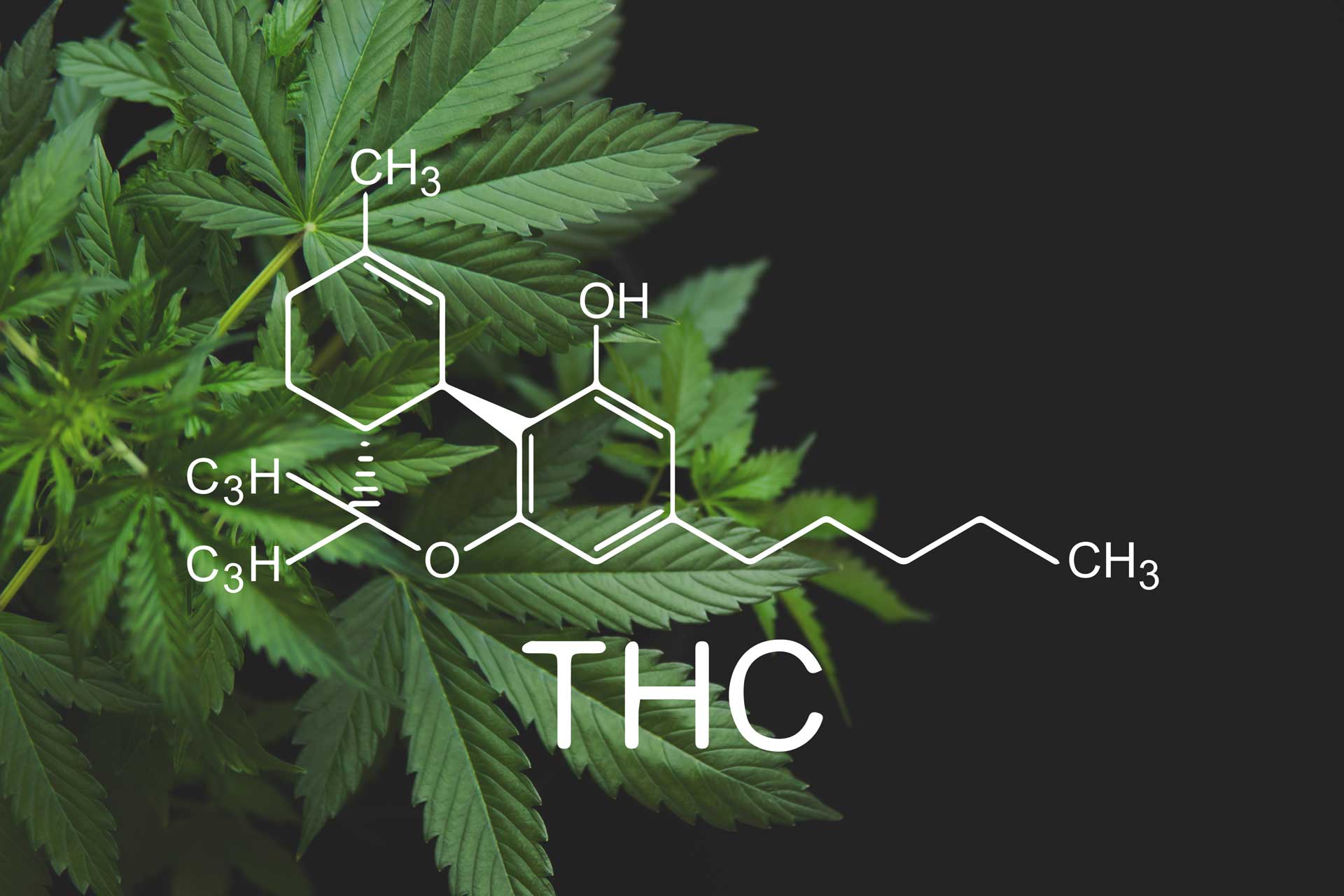 cannabis components thc terpenes dispensary blog