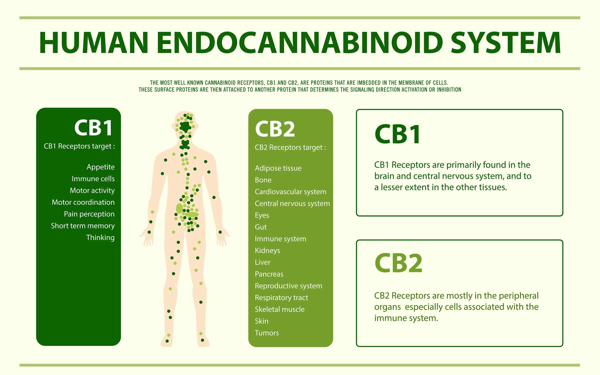 exploring cannabinoids ednocannabinoid system blog