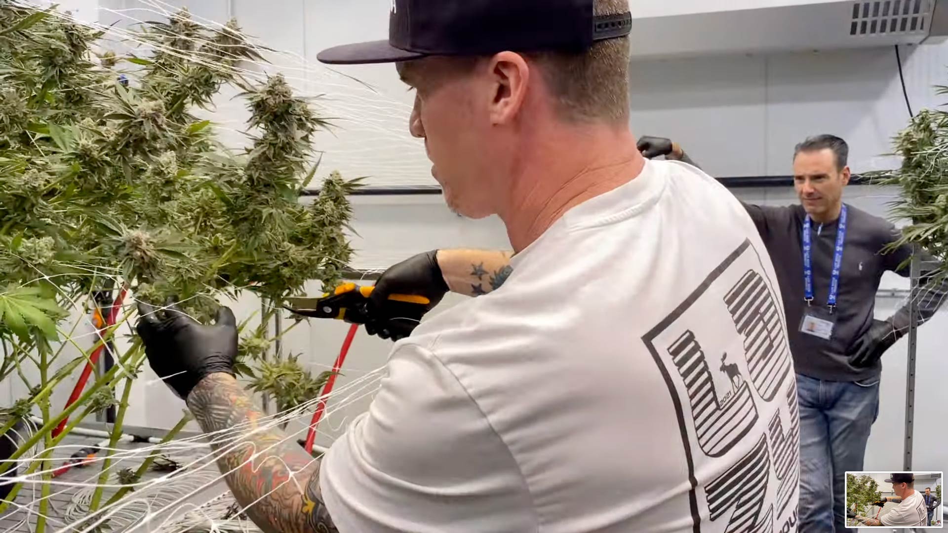 lazy river products first cannabis harvest