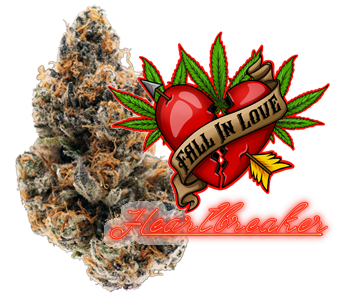 heartbreaker cannabis flower lazy river products