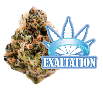 exaltation cannabis flower lazy river products
