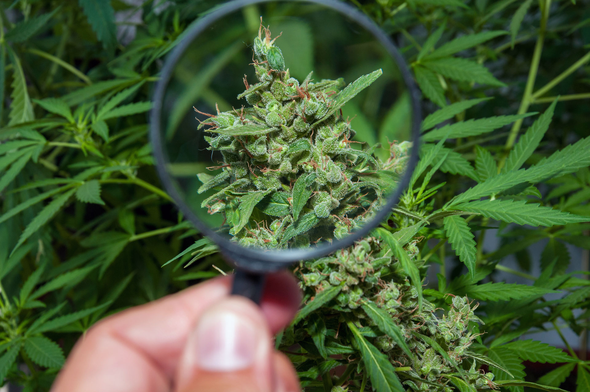 cannabis under a magnifying glass
