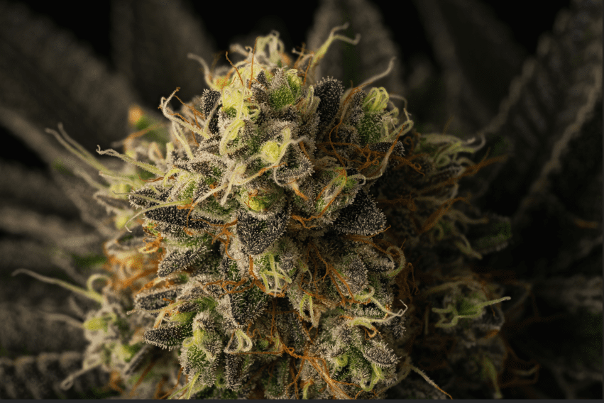 Mega OG Cannabis Strain: Detailed Information and User Benefits