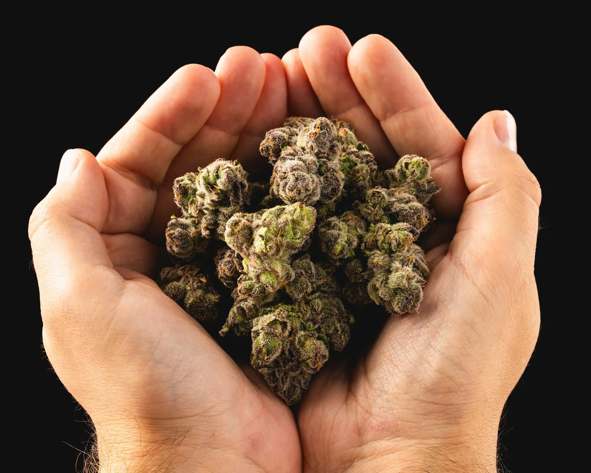 Cotton Candy Lobster Cannabis Strain | Lazy River Products