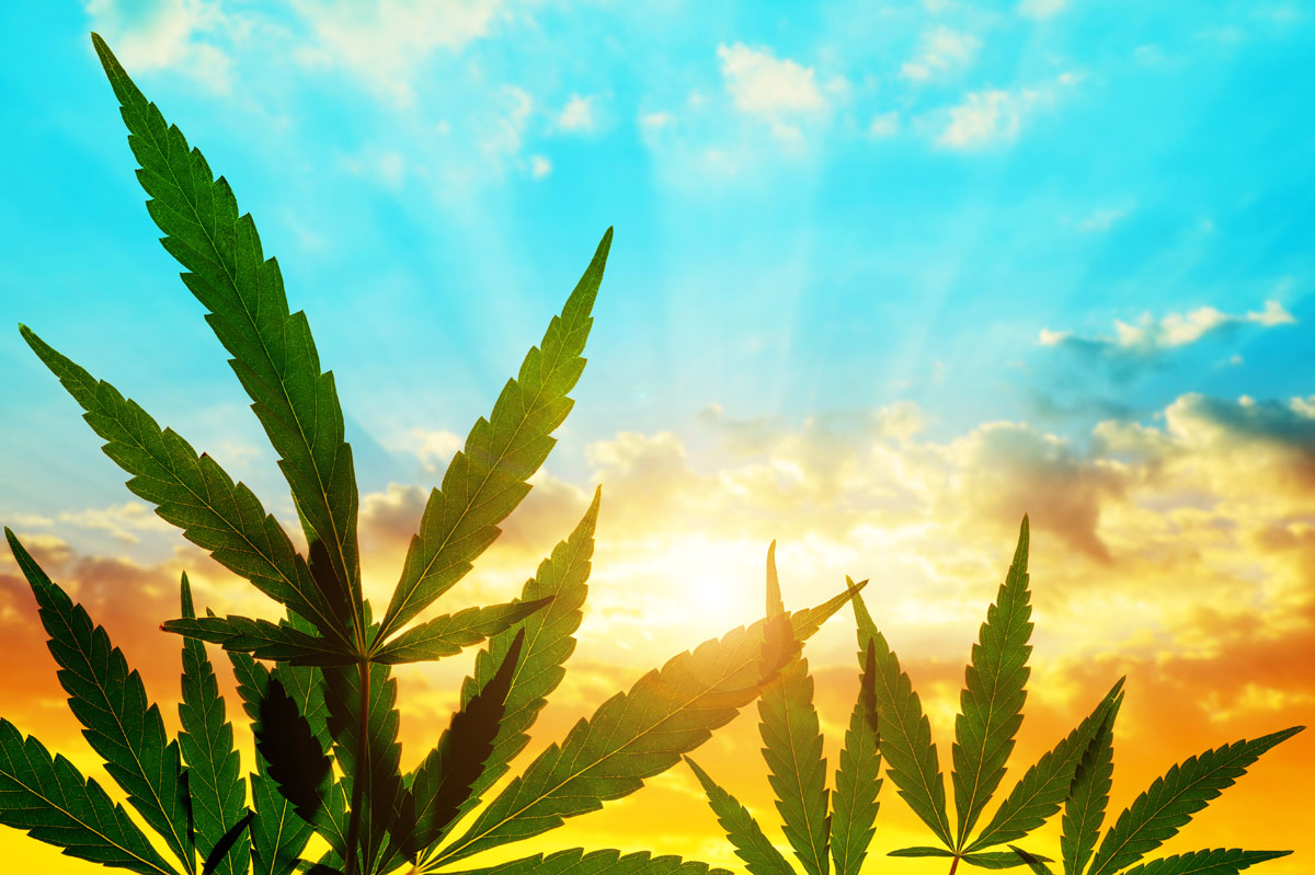 In 2025 lazy river focused on what we do best: growing great flower, crafting top-tier products, and showing up for our community.