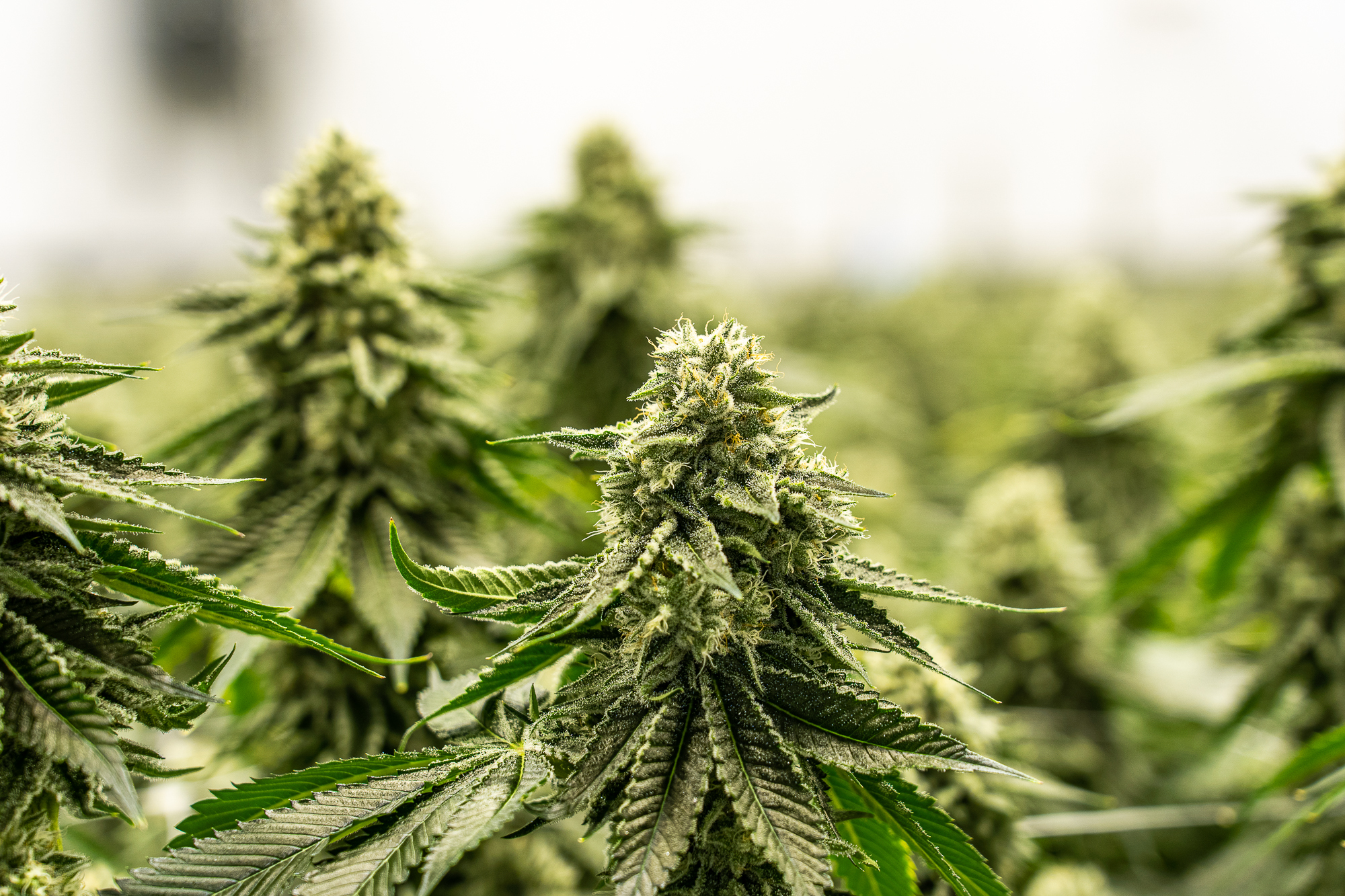 Lazy River Products cannabis