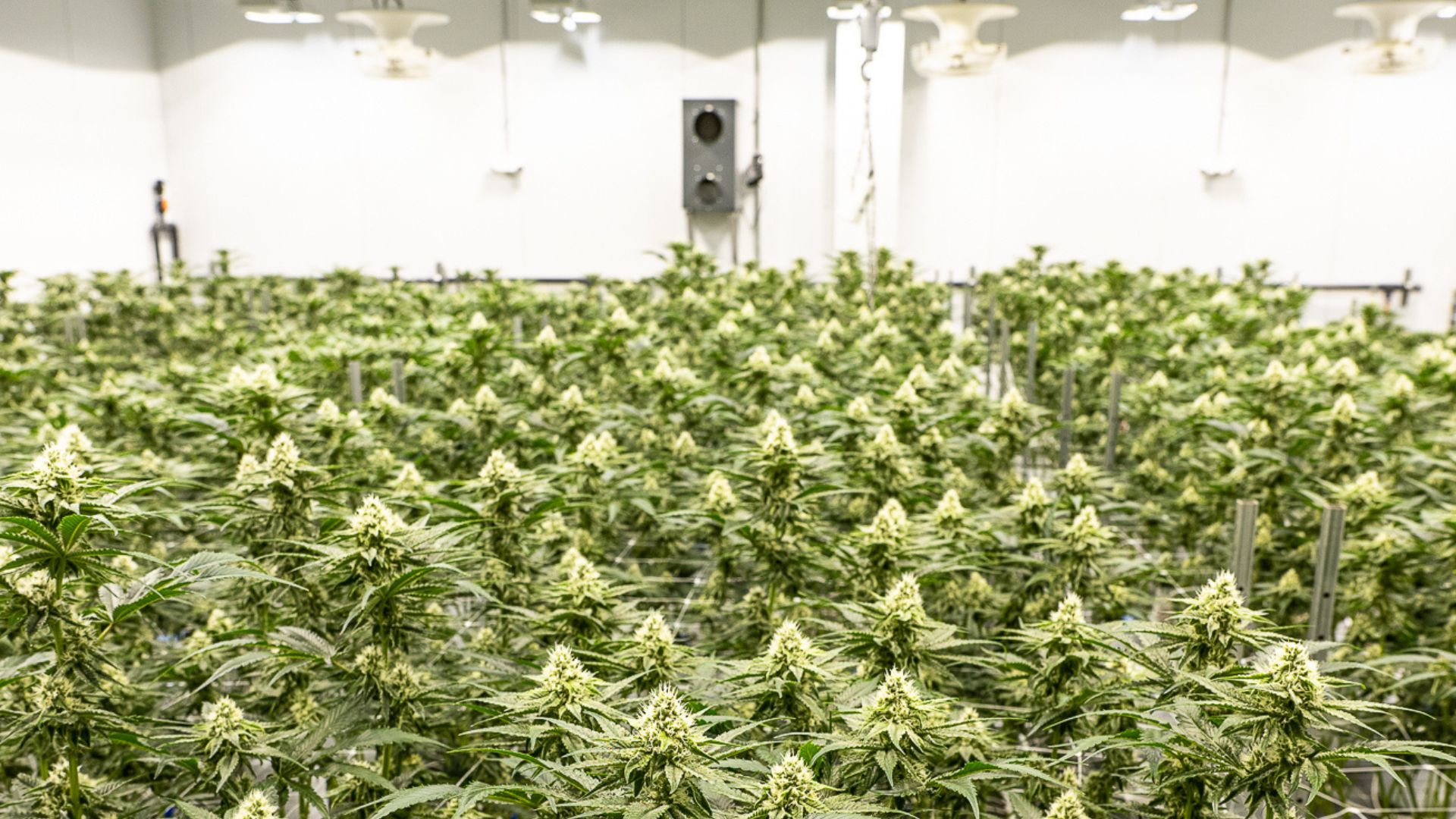 Lazy River Products cannabis