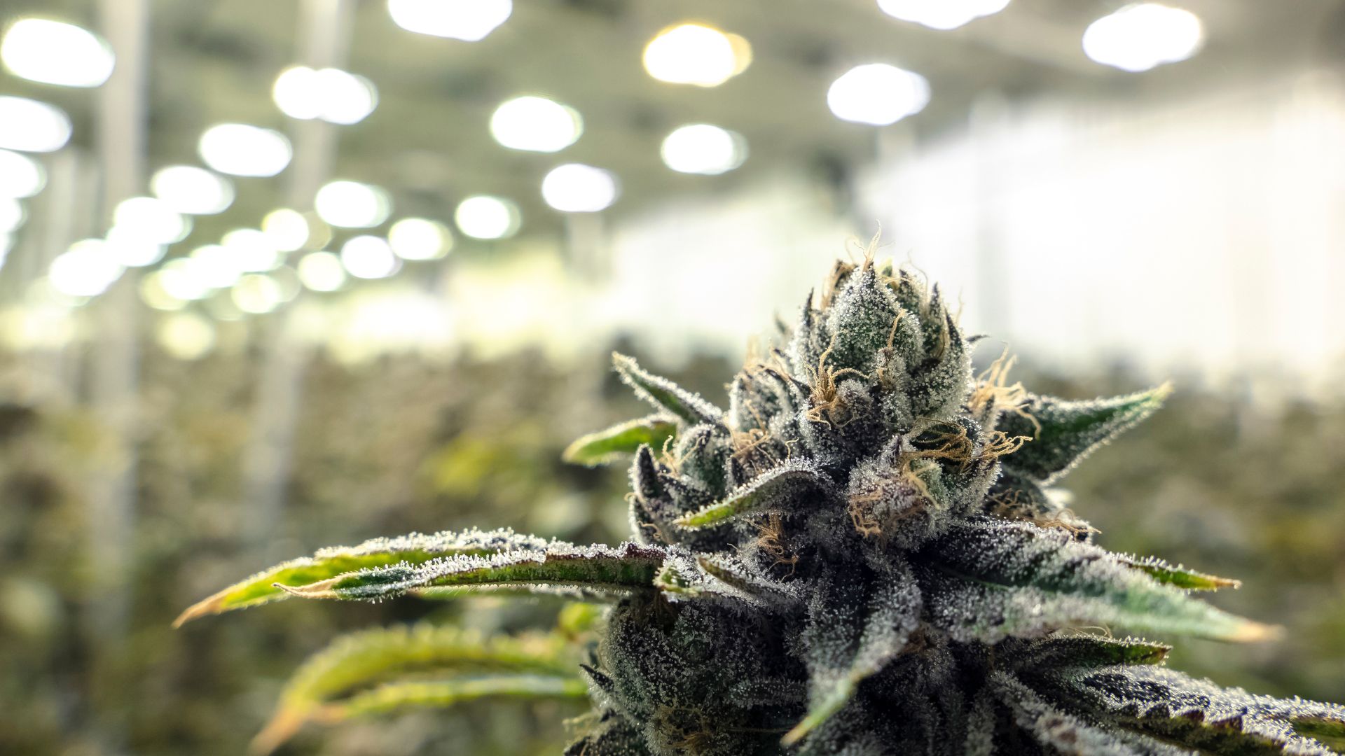 Lazy River Products cannabis
