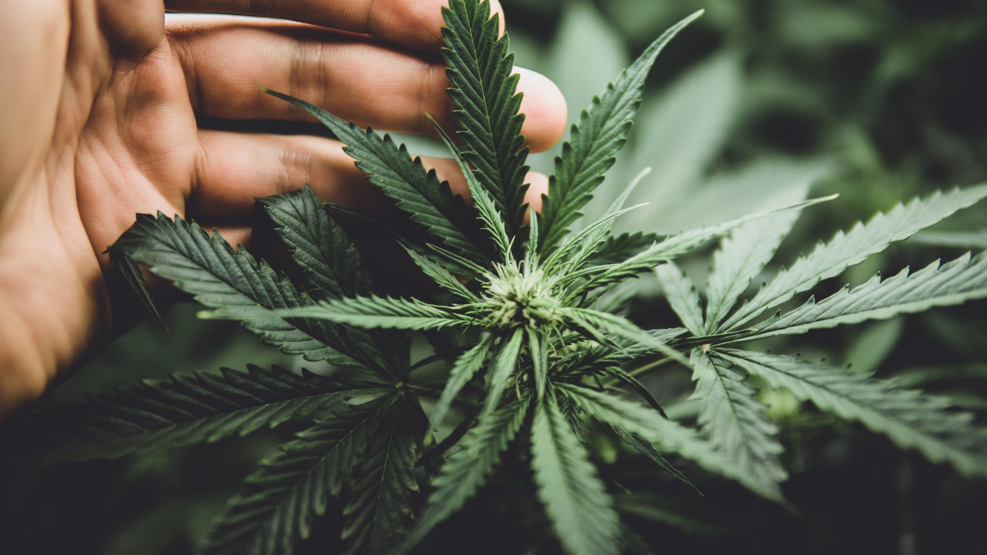 Lazy River Products cannabis