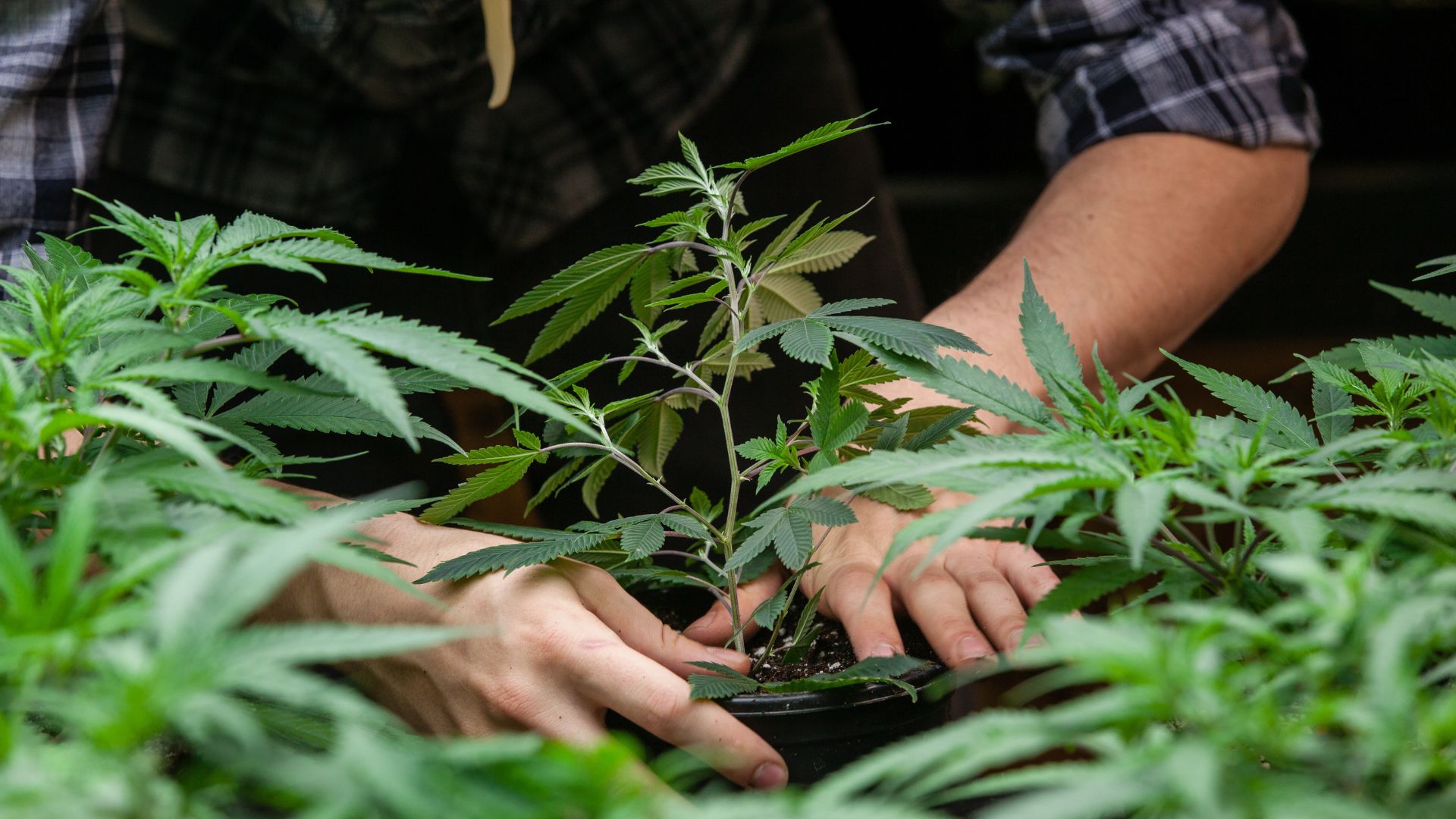 Lazy River Products cannabis