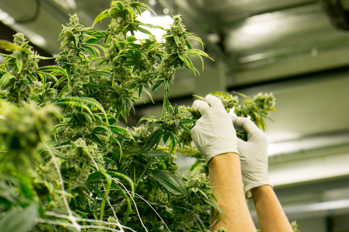 Learn how cannabis genetics shape quality, consistency, and terpene expression with LRP Genetics.
