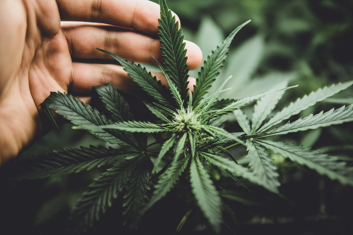 The Lazy River Genetics platform supports a diverse range of cultivars, designed to reflect the variety of preferences across cannabis consumers.