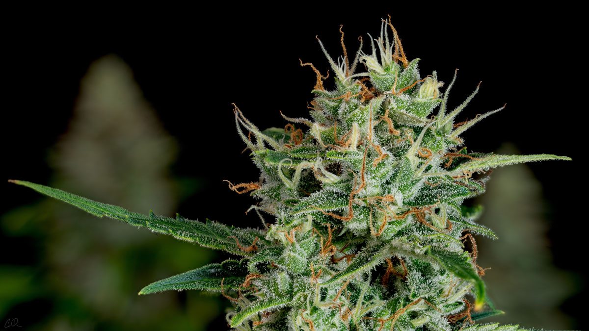 A strong genetic foundation leads to a more consistent end product, which carries through every stage from cultivation to what ultimately reaches the shelf. 
