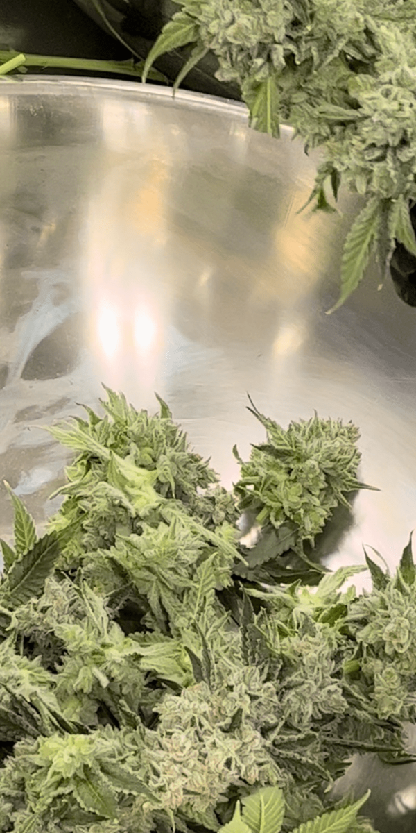 Lazy River Products Live Rosin Flower